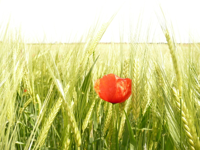 2K, photography, springtime, poppy, nature, sky, field, corn, grainfield, kernel, rural Scene, flower, shallow, meadow, corn field, plant, red poppy, summer