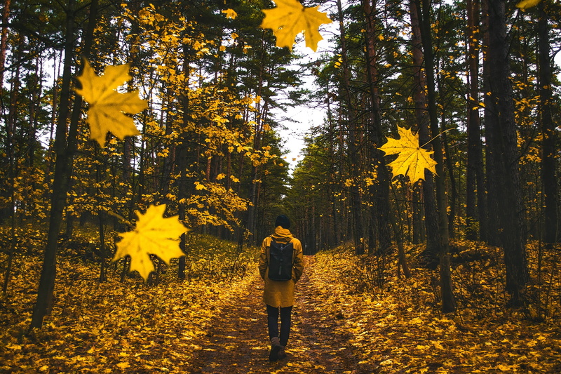 hdr, forest, beauty in nature, land, change, standing, colorful, falling leaves, plant, outdoors, autumn, adult, fall, 1080P, rural, nature, man, walking