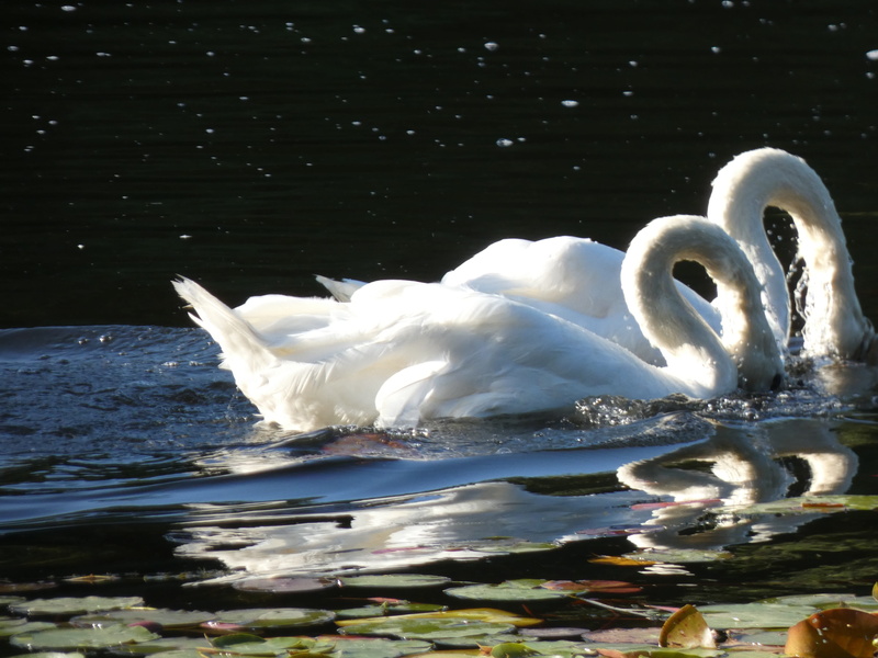 animal neck, bird, 4K, nature, sunlight, swimming, vertebrate, water, waterfront, floating on water, white color, one animal, lake, animals in the wild