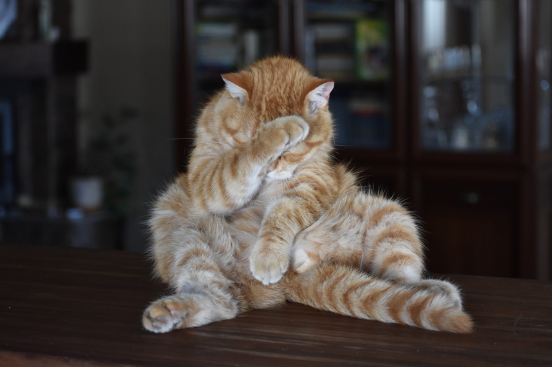 striped, animal, no people, wood, relaxation, redhead, pets, whisker, home interior, mammal, domestic, food, expression, vertebrate, animal themes, ashamed