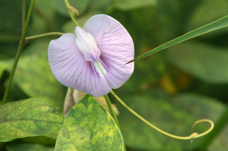 day, freshness, growth, no people, clitoria, pink, plant part, petal, vulnerability, kerala, 1080P, violet, leaf, flower Head, close-up, klitorie, fragility