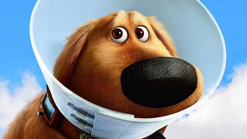 one animal, animal body part, no people, 1080P, humor, fun, cute, canine, pets, blue, dogs, dog, close-up, sky, shame, movie, elizabethan, fish-eye lens