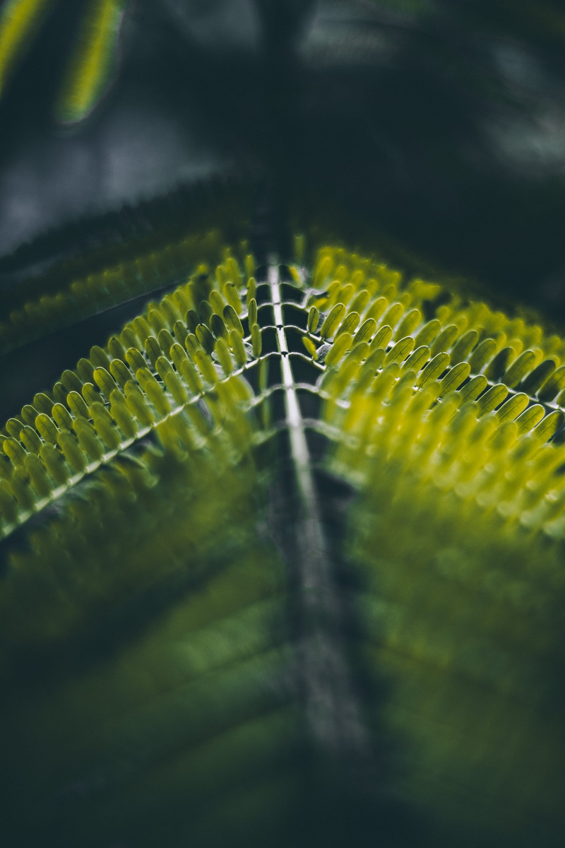 fern, texture, selective focus, outdoors, closeup, nature, background, green color, leaves, shame, 4K, growth, pattern, macro, close, natural