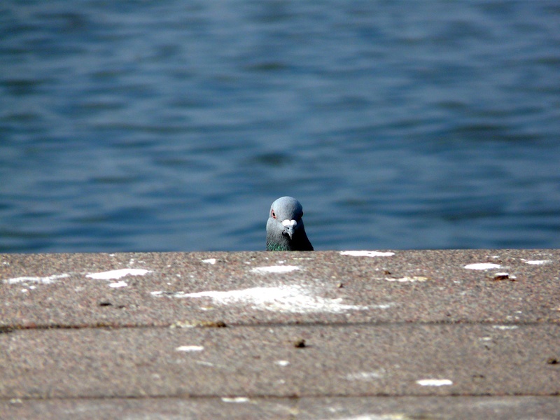 appear, dove, sea Bird, animal, water, shame, pigeon, selective focus, retaining wall, snapshot, excuse me, partner search, im sorry, animal themes, concrete