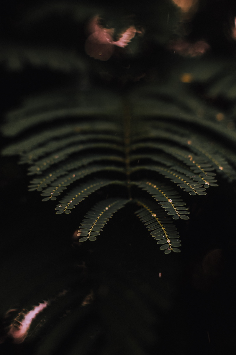leaf, 5K, outdoors, wet, close-up, natural pattern, macro, shame, selective, focus, growth, nature, day, photography, plant, vulnerability, focus on foreground
