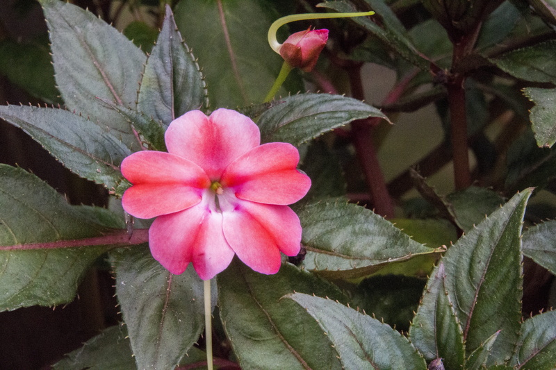 green color, flower head, close-up, vulnerability, exotic flower, day, flower, growth, plant part, fragility, beauty in nature, mary-without-a-shame, no people