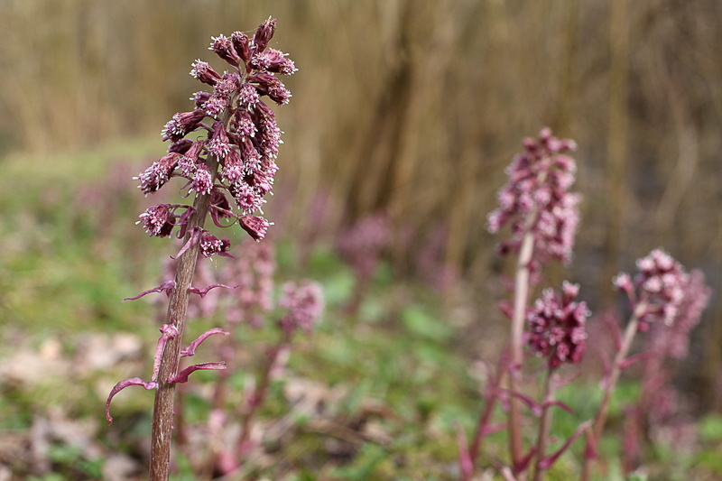 spring, alluvial fasteners, selective, flowering, plants, red butterbur, herb, no people, outdoors, spasmolytic effect, botany, plant, herbal medicine