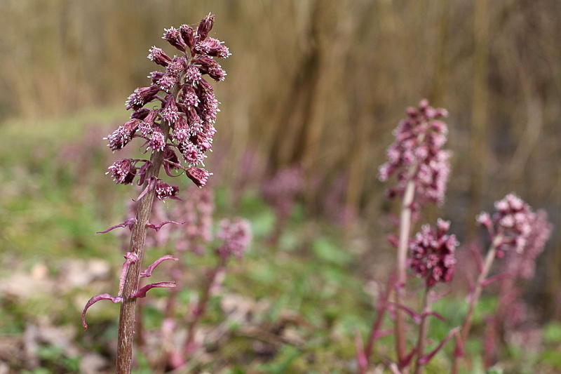 botany, freshness, nature, purple, 4K, close-up, food and drink, flower head, herbal medicine, bach butterbur, medicinal plant, flowering plant, pink color