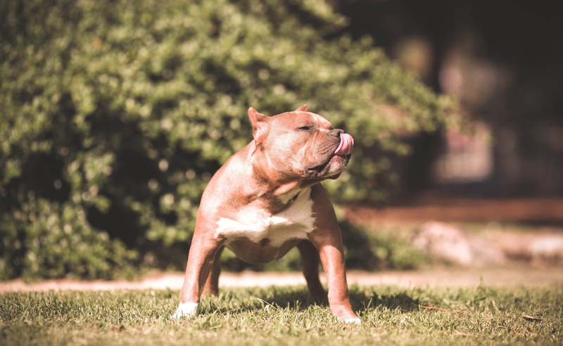 animal themes, side view, focus on foreground, domestic, no people, profile view, canine, domestic animals, plant, 2K, mouth open, mammal, Beautiful, bully