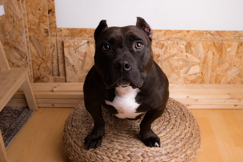 relaxation, canine, home interior, sitting, looking at camera, mammal, vertebrate, dog, domestic, puppy, domestic animals, american bully, indoors, looking up
