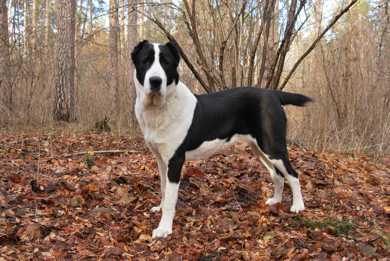 dog, change, border collie, pets, animal themes, outdoors, kutta, one Animal, domestic, domestic Animals, Alabai, land, black Color, friendship, canine