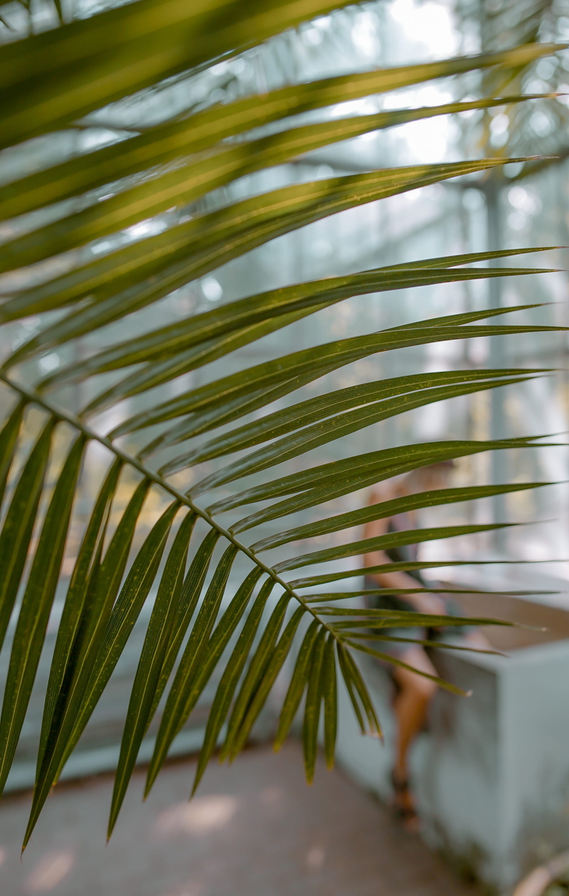 leaves, abstract, sunlight, day, green color, no people, isolation, focus on foreground, indoor plant, tropical climate, palm tree, undercover, outdoors