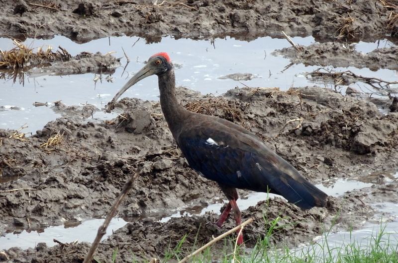 black ibis, india, water, red-naped ibis, animal, ibis, indian black ibis, perching, winter, no people, animal wildlife, wildlife, solid, land, bird, animals in the wild