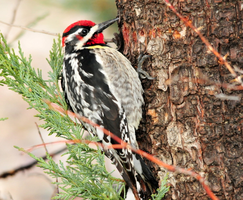 branch, animal themes, day, animal, outdoors, bird, animal wildlife, vertebrate, trunk, portrait, tree, one animal, animals in the wild, tree trunk, perch