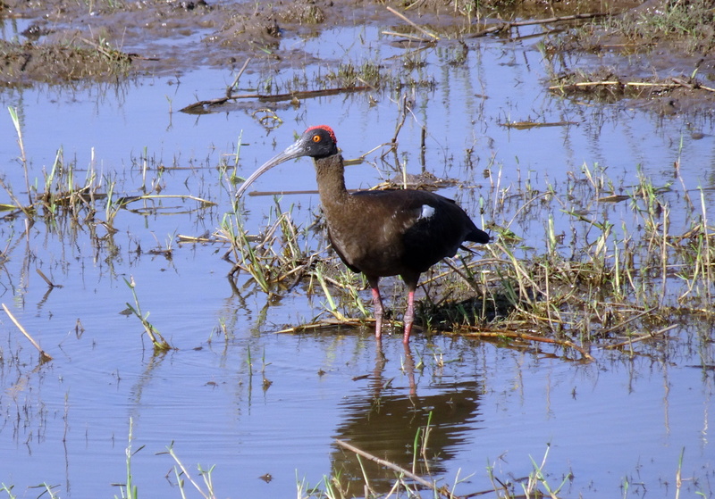 animal wildlife, animals in the wild, wildlife, bird, day, pseudibis papillosa, indian black ibis, india, one animal, vertebrate, no people, ibis, reflection