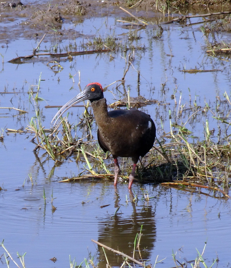 outdoors, lake, red-naped ibis, beach, beauty in nature, water, animal themes, ibis, 1080P, vertebrate, bird, animal, perching, one animal, black ibis