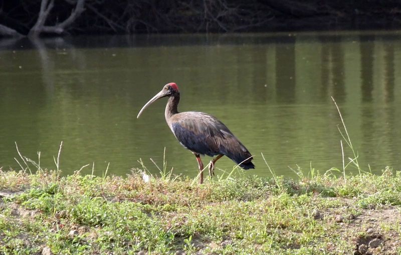 lake, indian black ibis, lakeshore, vertebrate, animal, 2K, bird, animal wildlife, beauty in nature, day, wildlife, animals in the wild, no people, plant