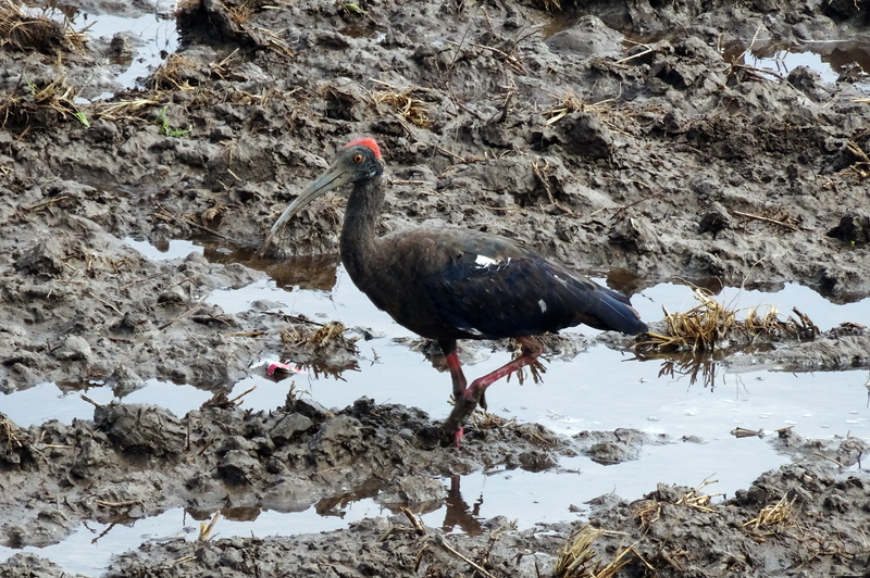 one animal, 4K, animals in the wild, black ibis, snow, animal wildlife, beauty in nature, indian black ibis, india, water, wildlife, animal, vertebrate