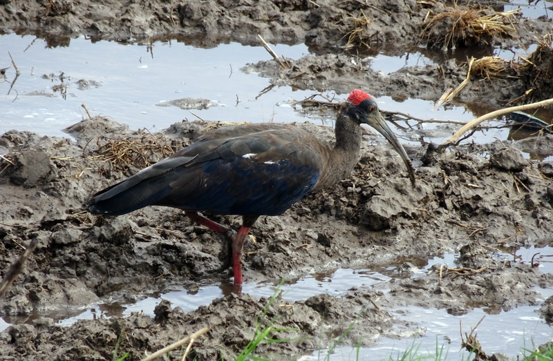 animals in the wild, 4K, no people, black ibis, perching, nature, solid, wildlife, ibis, one animal, winter, animal, day, bird, water, rock, india, rock - object