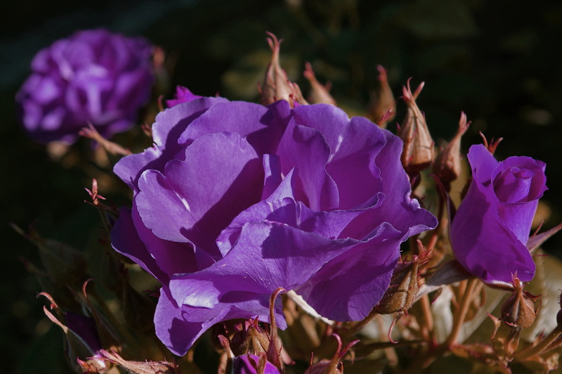 flower bed, blue, time of year, outdoors, growth, pollen, freshness, bluest rose, garden, flower, botany, flowers, colorful, fragility, rhapsody in blue