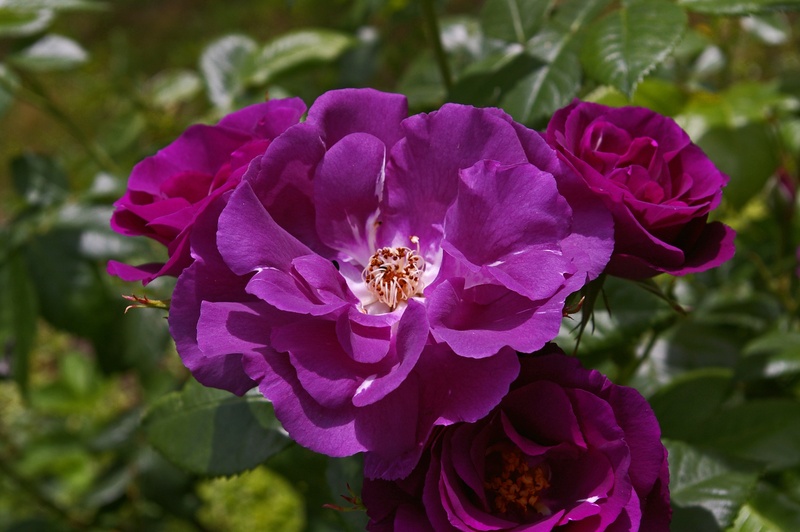 bouquet, blue, daytime, thorns, botanical garden, outdoors, summer, petals, flowers, photography, close, flowering plant, decorative, close-up, pollination