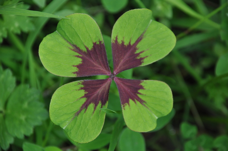 4K, directly above, green color, vulnerability, flowering plant, star, flower head, beauty in nature, nature, four-leaf clover, close-up, grass, petal