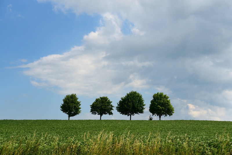 tranquil scene, land, summer, plantation, sky, landscape, environment, growth, 5K, blue, background, rural scene, mood, tree, outdoors, day, green color
