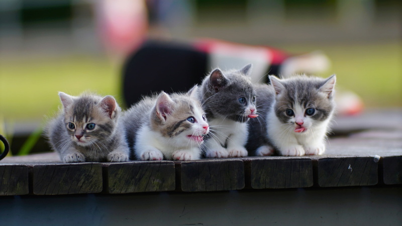2K, Munchkin, kids, Quartet, kittens