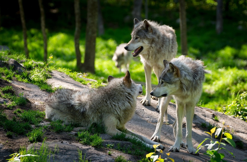 pack, stones, 2K, four, boulder blur, quartet, wolves, grass, animals, wood