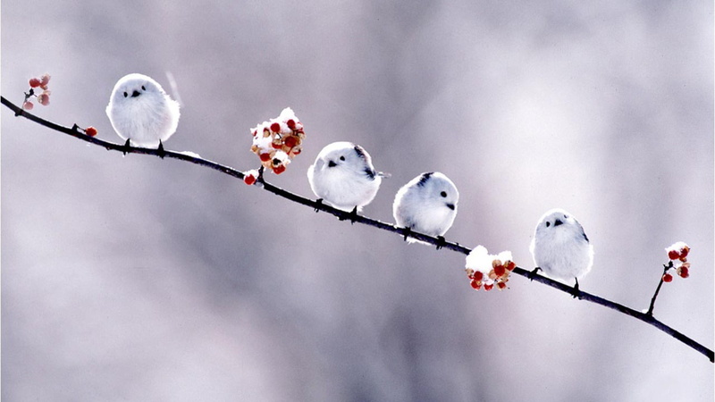 x, hd, 720P, art, quartet, animals, birds, bird, short