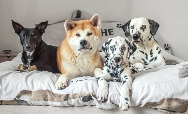Quartet, 2K, bed, friends, dogs, Akita inu, dalmatinci, mongrel