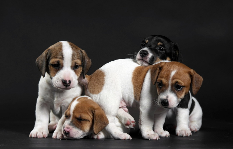 kids, funny, 1080P, puppies, Quartet