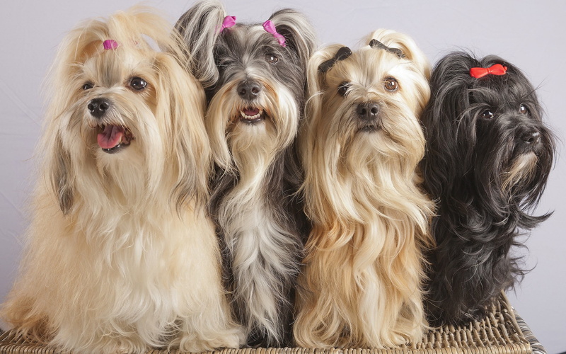 havana, quartet, hair, 1080P, bichon