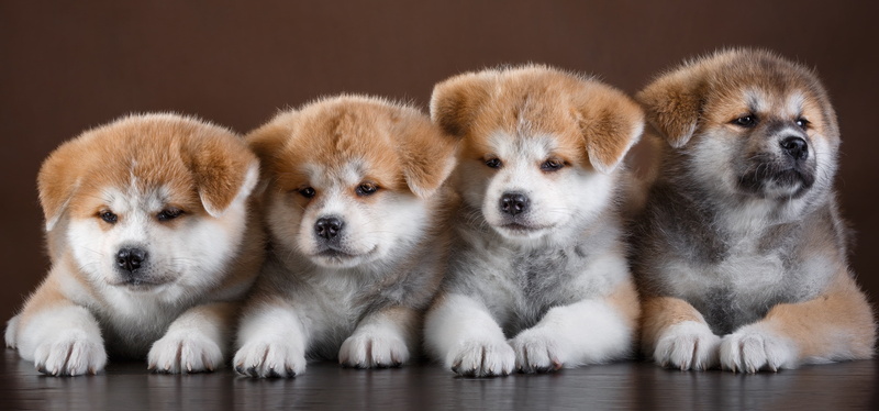2K, puppies, cute, Quartet, Akita