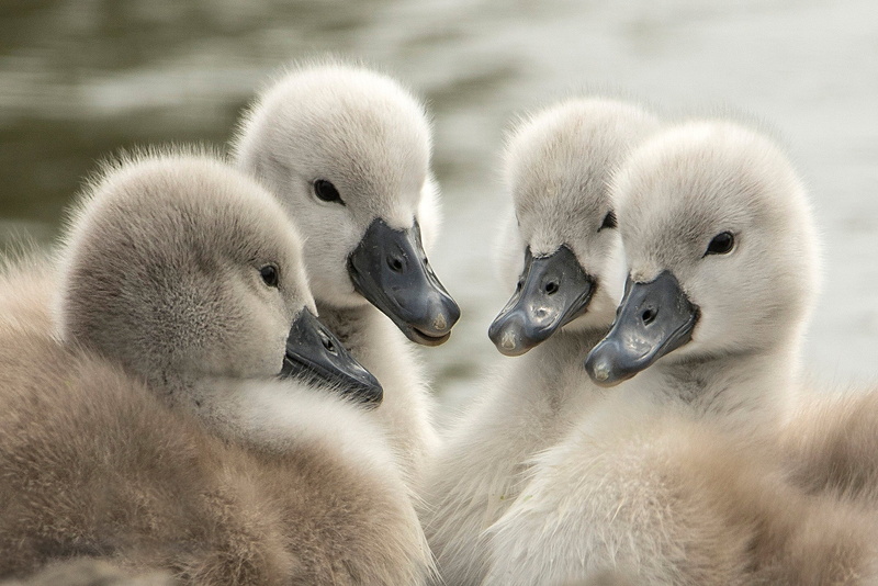 1080P, Chicks, Quartet, birds, kids, swans