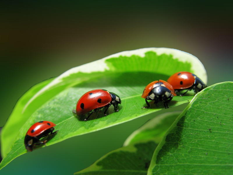 plant, Quartet, leaves, insects, 2K, four, ladybugs, ladybug