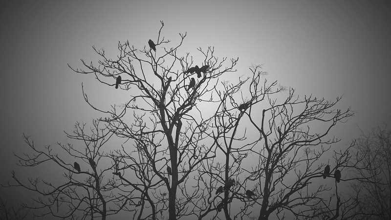 vertebrate, animals, forest, gloomy, beauty in nature, winter, birds, 4K, nature, white, no people, backgrounds, animal, evening, bare tree, branch, black