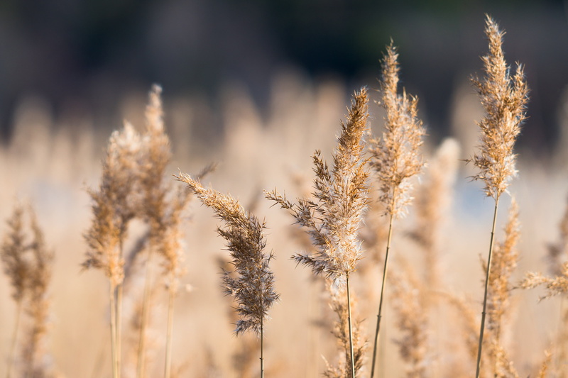 land, depth, selective focus, background, day, scenics - nature, season, light, beautiful, outdoor, many, group, flower, family, grass, relax, sunlight