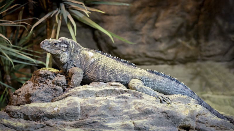 at the same time, rock - object, animal, reptile, side view, solid, exotic, iguanas, 5K, fauna, animal wildlife, no people, focus on foreground, animals in the wild