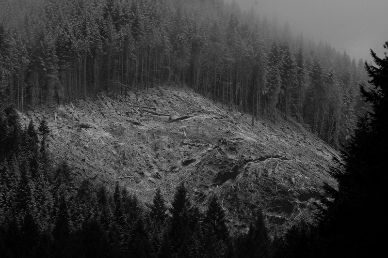 oregon, forest, tree, coniferous tree, landscape, conifer, environment, trees, no people, land, grayscale, fir, vegetation, hills, pine tree, scenics - nature