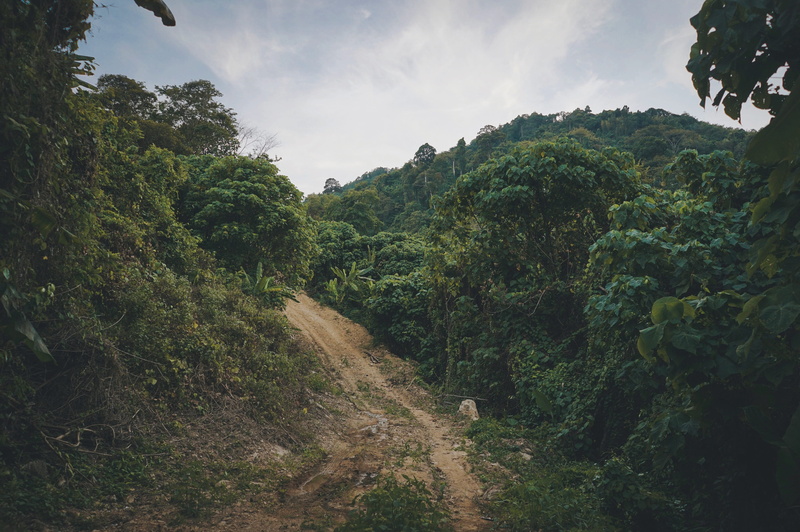 4K, asia, forest, sky, the way forward, jungle, vegetation, countryside, direction, transportation, scenics - nature, non-urban scene, thailand, day, safari