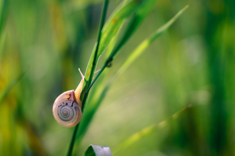 canon, F2, SAMYANG, snail, fd, NIKON, brown, photography, 5K