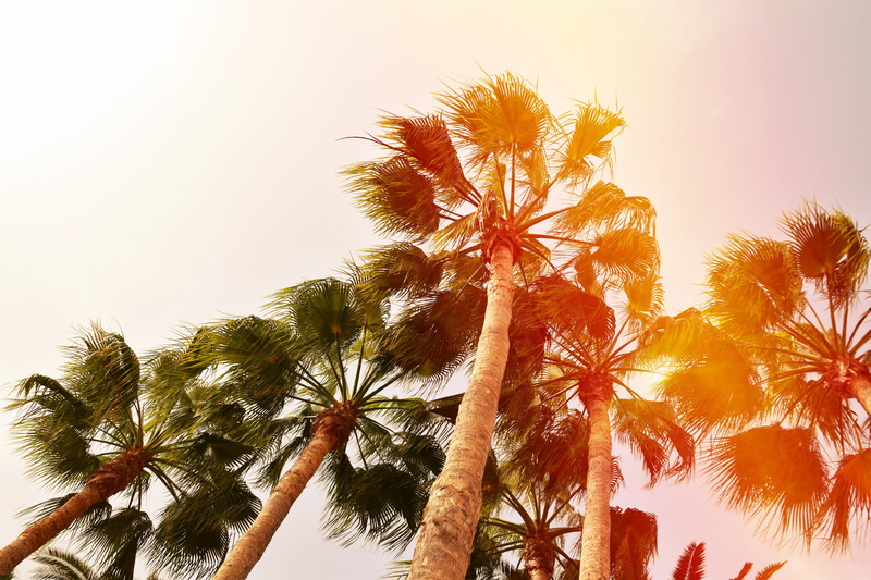 bright, animals, Germany, 4K, nature, worms eye view, vacation, photography, long exposure, Gran Canaria, Spain, beach, Nikon, palm trees