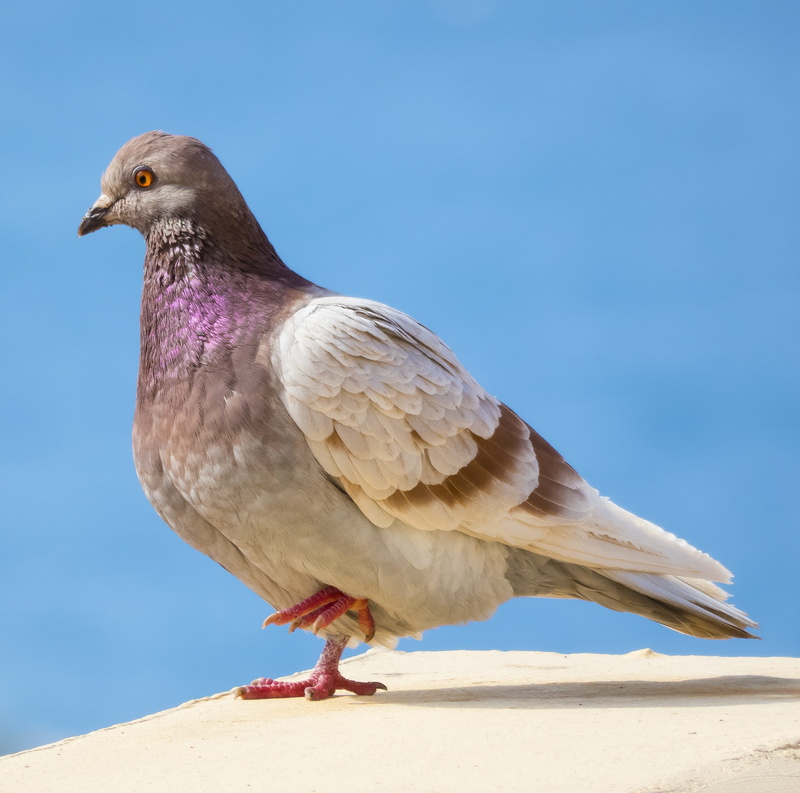 peak, bird, dove - bird, looking away, outdoors, paloma, sunlight, nature, profile view, focus on foreground, close-up, one animal, perching, animals in the wild