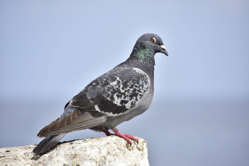 animal wildlife, close-up, no people, focus on foreground, one animal, perching, animals in the wild, paloma, vertebrate, nature, dove - bird, day, side view