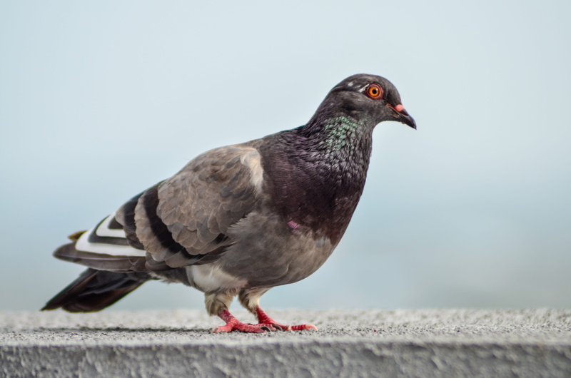 animal, birds, profile view, railing, wing, 4K, perching, vertebrate, focus on foreground, full length, paloma, day, close-up, wings, pigeon, no people