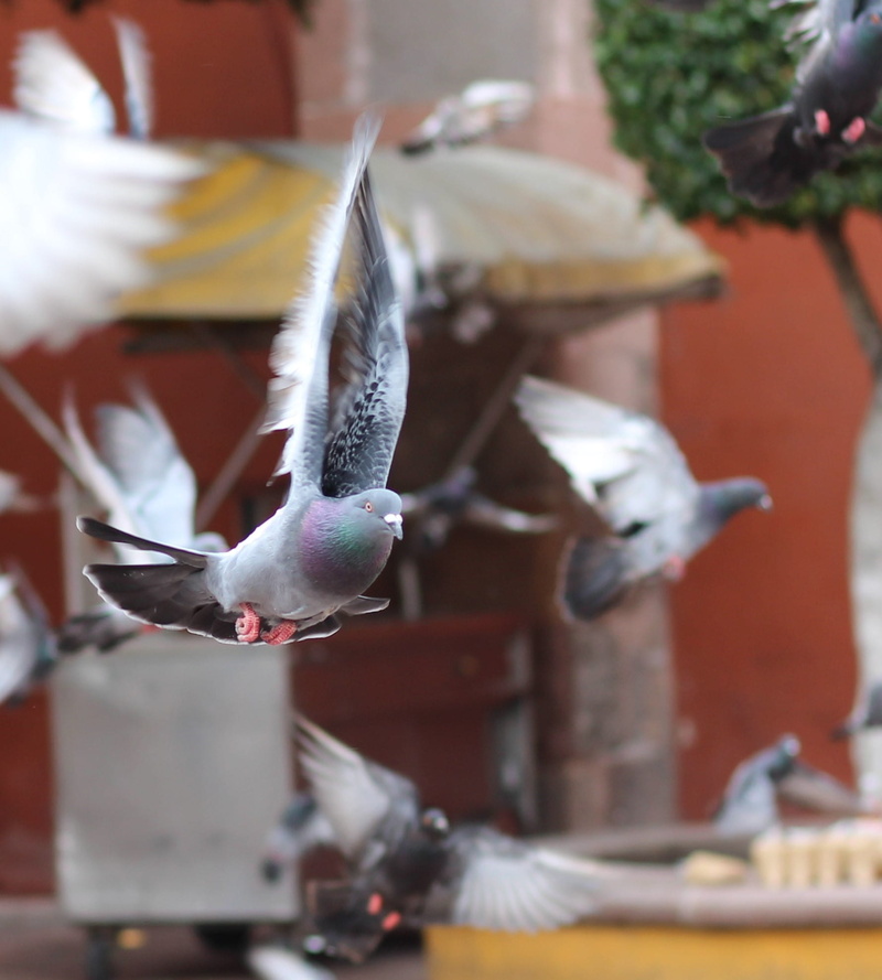 animal wildlife, group of animals, vertebrate, no people, fly, paloma, focus, pigeon, market, volar, selective focus, animal themes, birds, bird feeder