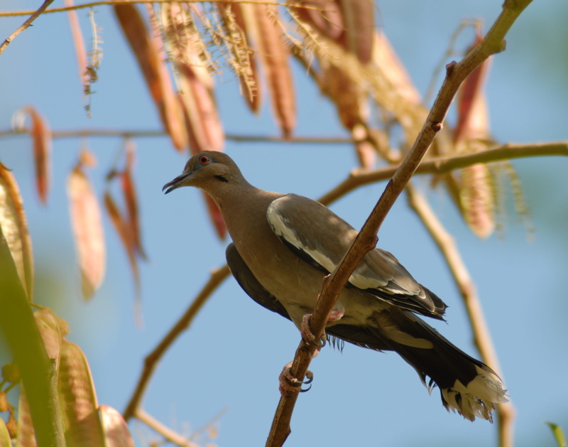 animal wildlife, guaje, beauty in nature, twig, mouth open, animal themes, perching, day, no people, paloma, bird, one animal, nature, low angle view, selective focus