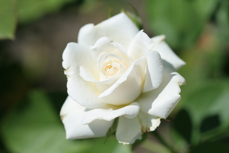 plant, fragility, flower head, flowering plant, white flower, white color, 2K, no people, shrub rose, inflorescence, outdoors, pink, rose - flower, focus on foreground