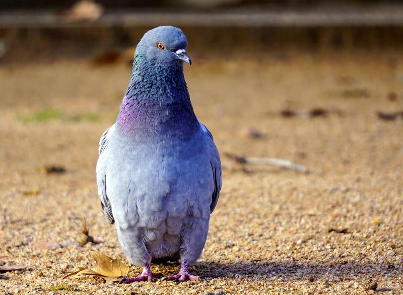 paloma, pigeon, full length, park, columbidae, wild life, animal themes, animals in the wild, peak, bird, animal, wild, one animal, looking, animal wildlife